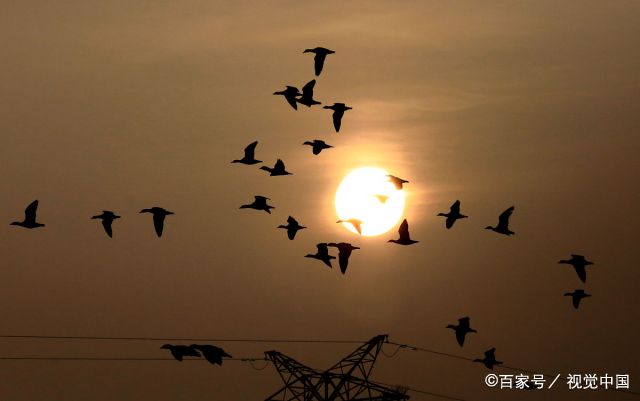 沈阳鸟岛冬天大雁图片